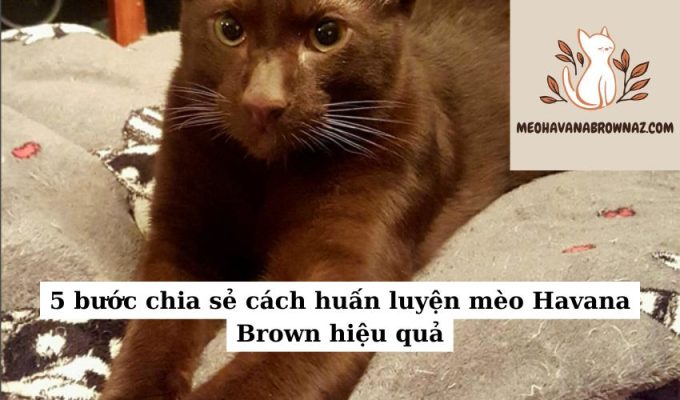 5 bước chia sẻ cách huấn luyện mèo Havana Brown hiệu quả