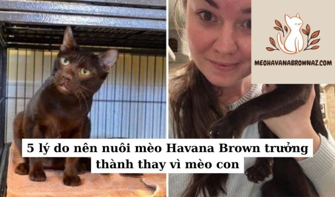 5 lý do nên nuôi mèo Havana Brown trưởng thành thay vì mèo con