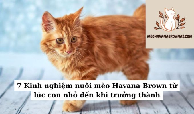 7 Kinh nghiệm nuôi mèo Havana Brown từ lúc con nhỏ đến khi trưởng thành