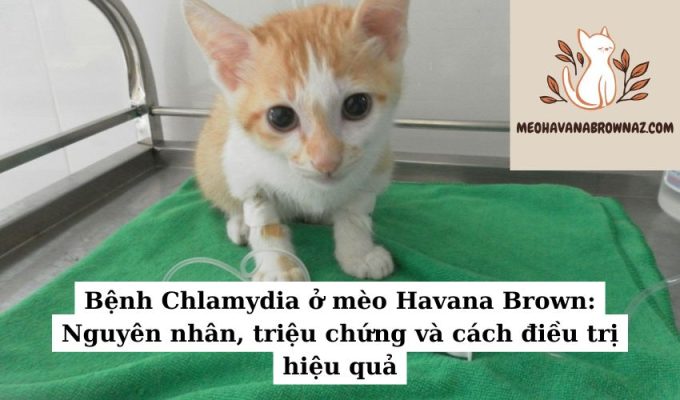 Bệnh Chlamydia ở mèo Havana Brown Nguyên nhân, triệu chứng và cách điều trị hiệu quả