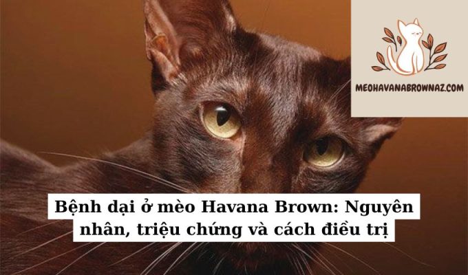 Bệnh dại ở mèo Havana Brown Nguyên nhân, triệu chứng và cách điều trị