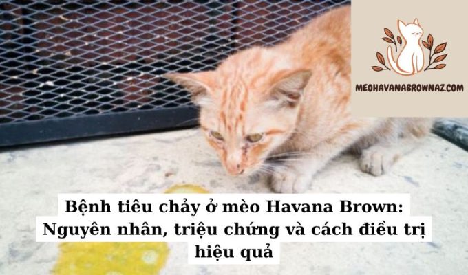 Bệnh tiêu chảy ở mèo Havana Brown: Nguyên nhân, triệu chứng và cách điều trị hiệu quả