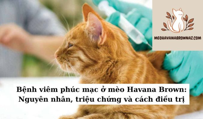 Bệnh viêm phúc mạc ở mèo Havana Brown Nguyên nhân, triệu chứng và cách điều trị