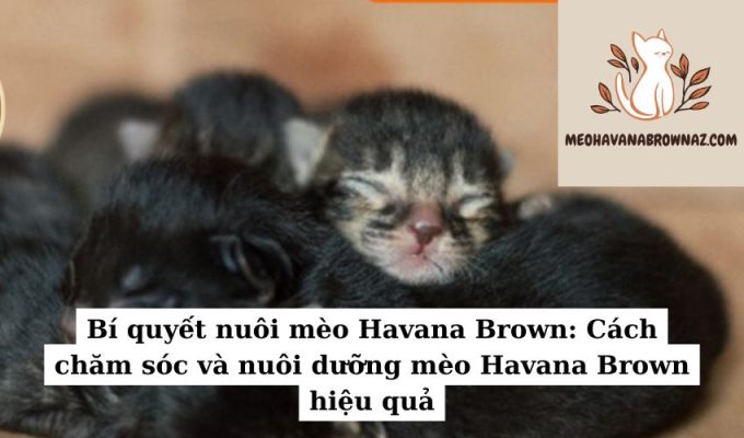 Bí quyết nuôi mèo Havana Brown Cách chăm sóc và nuôi dưỡng mèo Havana Brown hiệu quả