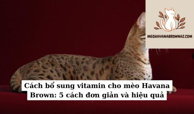 Cách bổ sung vitamin cho mèo Havana Brown 5 cách đơn giản và hiệu quả