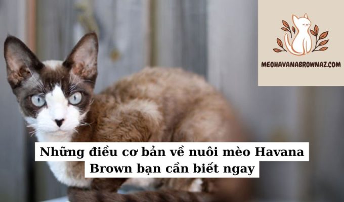 Những điều cơ bản về nuôi mèo Havana Brown bạn cần biết ngay