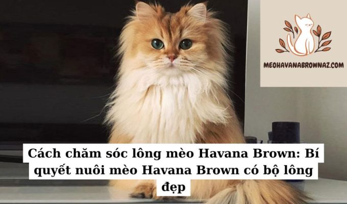 Cách chăm sóc lông mèo Havana Brown Bí quyết nuôi mèo Havana Brown có bộ lông đẹp