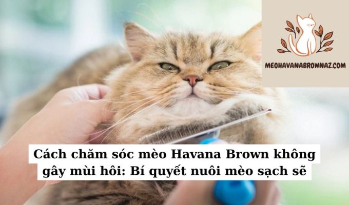 Cách chăm sóc mèo Havana Brown không gây mùi hôi Bí quyết nuôi mèo sạch sẽ