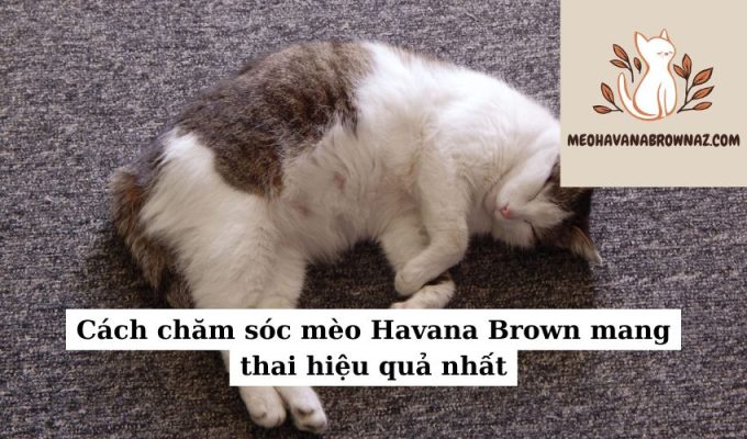 Cách chăm sóc mèo Havana Brown mang thai hiệu quả nhất