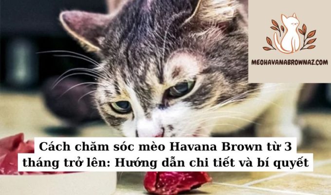 Cách chăm sóc mèo Havana Brown từ 3 tháng trở lên Hướng dẫn chi tiết và bí quyết