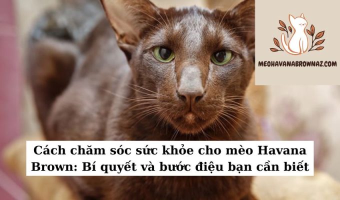 Cách chăm sóc sức khỏe cho mèo Havana Brown Bí quyết và bước điệu bạn cần biết