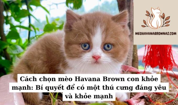 Cách chọn mèo Havana Brown con khỏe mạnh Bí quyết để có một thú cưng đáng yêu và khỏe mạnh