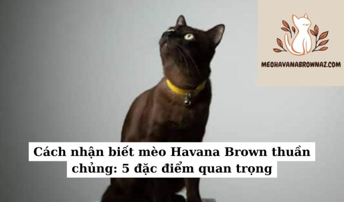 Cách nhận biết mèo Havana Brown thuần chủng 5 đặc điểm quan trọng