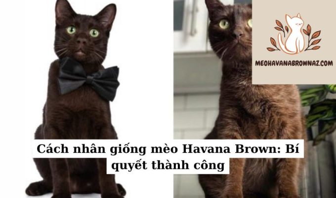 Cách nhân giống mèo Havana Brown Bí quyết thành công