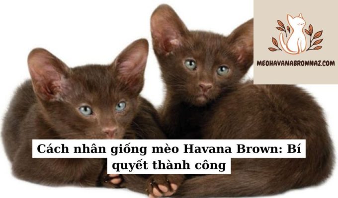 Cách nhân giống mèo Havana Brown: Bí quyết thành công