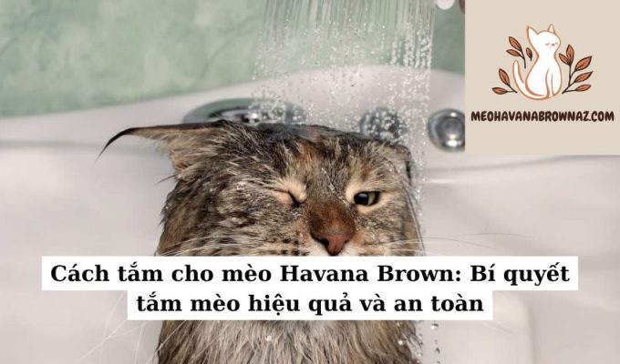 Cách tắm cho mèo Havana Brown: Bí quyết tắm mèo hiệu quả và an toàn