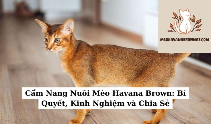 Cẩm Nang Nuôi Mèo Havana Brown Bí Quyết, Kinh Nghiệm và Chia Sẻ