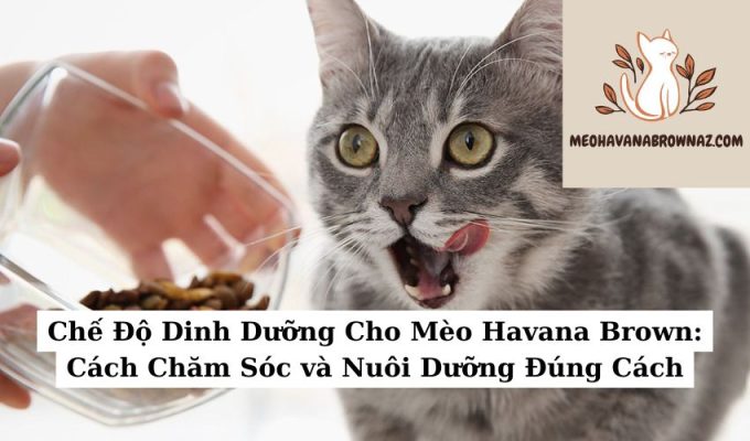 Chế Độ Dinh Dưỡng Cho Mèo Havana Brown Cách Chăm Sóc và Nuôi Dưỡng Đúng Cách