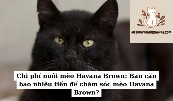 Chi phí nuôi mèo Havana Brown Bạn cần bao nhiêu tiền để chăm sóc mèo Havana Brown