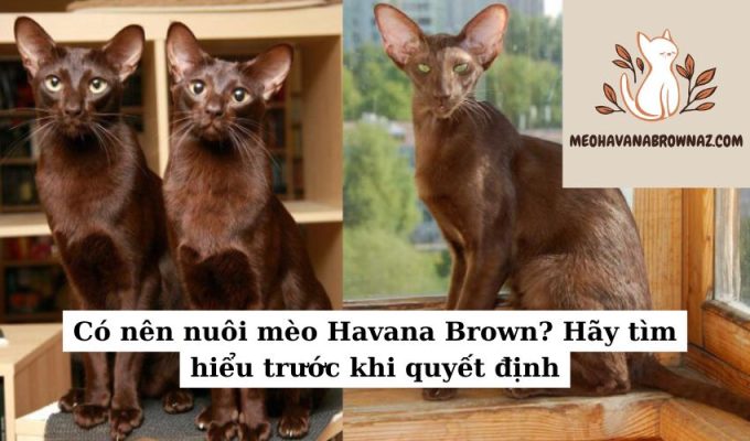 Có nên nuôi mèo Havana Brown Hãy tìm hiểu trước khi quyết định