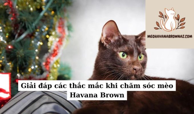 Giải đáp các thắc mắc khi chăm sóc mèo Havana Brown