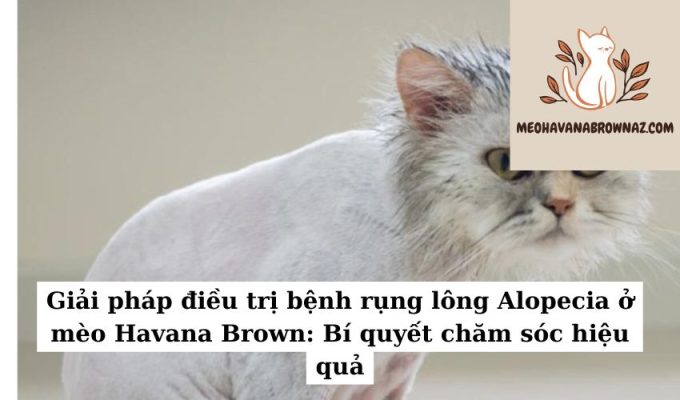 Giải pháp điều trị bệnh rụng lông Alopecia ở mèo Havana Brown Bí quyết chăm sóc hiệu quả