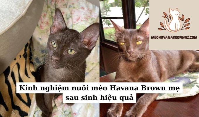 Kinh nghiệm nuôi mèo Havana Brown mẹ sau sinh hiệu quả