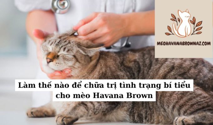 Làm thế nào để chữa trị tình trạng bí tiểu cho mèo Havana Brown