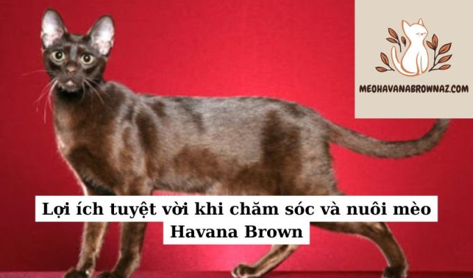 Lợi ích tuyệt vời khi chăm sóc và nuôi mèo Havana Brown