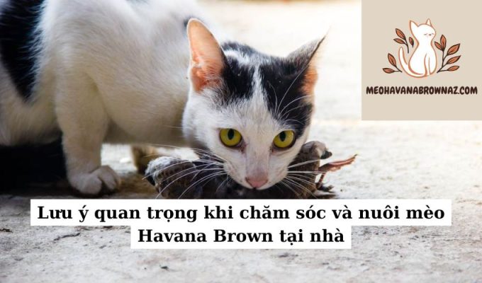 Lưu ý quan trọng khi chăm sóc và nuôi mèo Havana Brown tại nhà