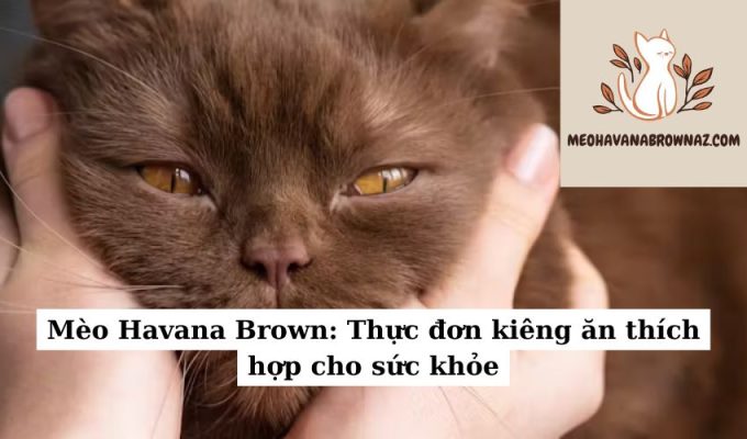 Mèo Havana Brown Thực đơn kiêng ăn thích hợp cho sức khỏe