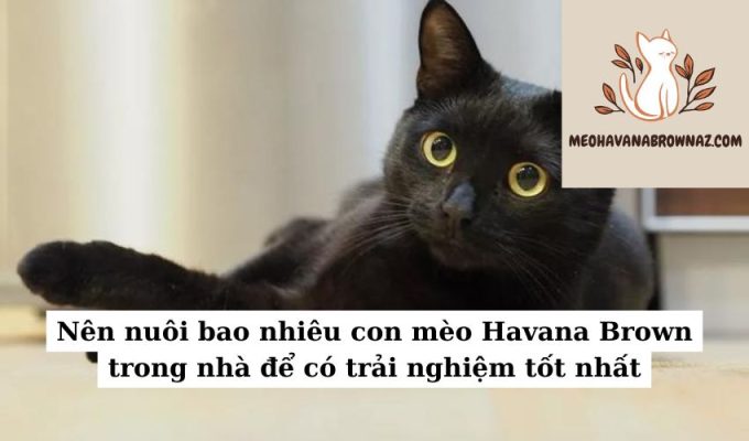 Nên nuôi bao nhiêu con mèo Havana Brown trong nhà để có trải nghiệm tốt nhất