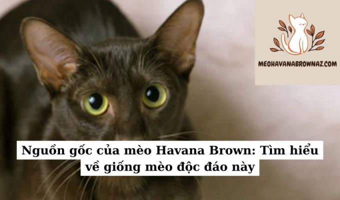 Nguồn gốc của mèo Havana Brown Tìm hiểu về giống mèo độc đáo này