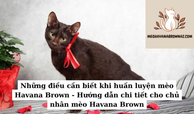 Những điều cần biết khi huấn luyện mèo Havana Brown - Hướng dẫn chi tiết cho chủ nhân mèo Havana Brown