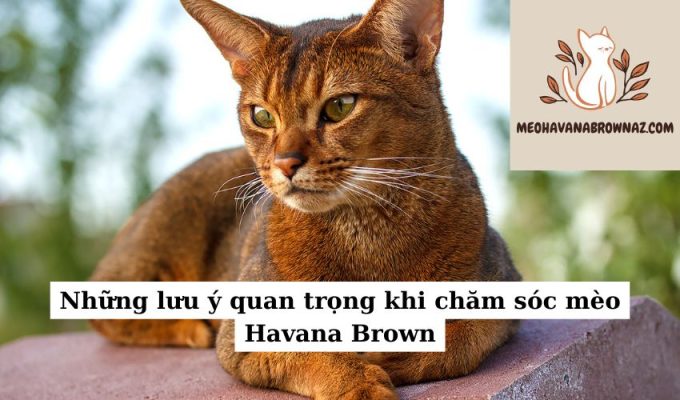 Những lưu ý quan trọng khi chăm sóc mèo Havana Brown