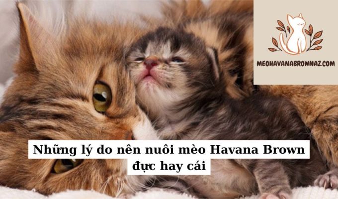 Những lý do nên nuôi mèo Havana Brown đực hay cái