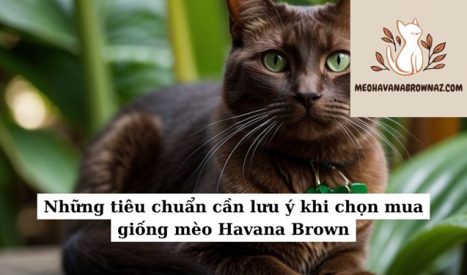 Những tiêu chuẩn cần lưu ý khi chọn mua giống mèo Havana Brown