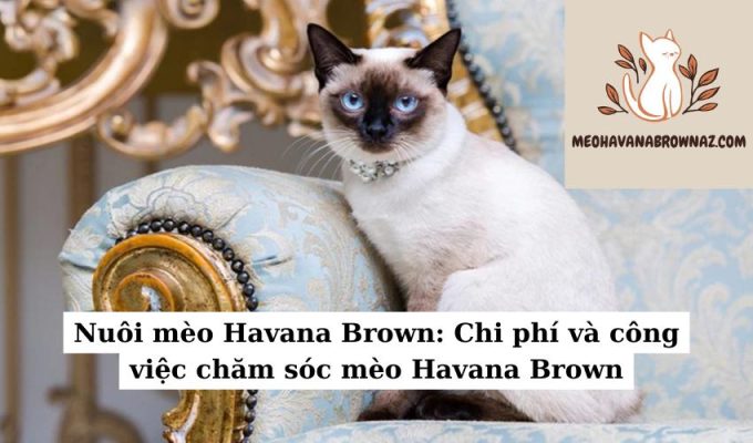 Nuôi mèo Havana Brown Chi phí và công việc chăm sóc mèo Havana Brown