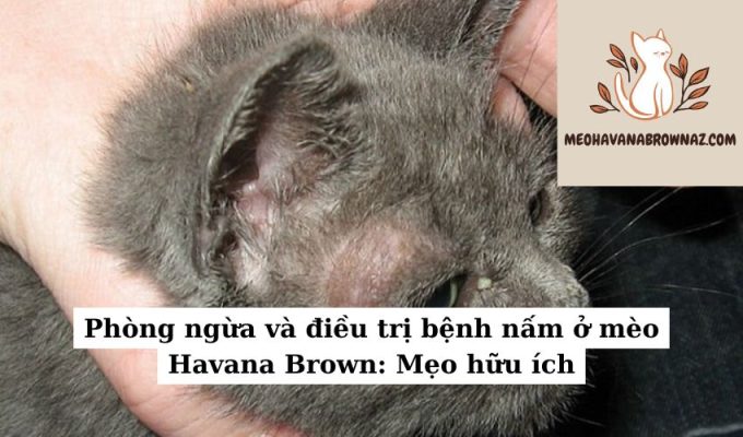 Phòng ngừa và điều trị bệnh nấm ở mèo Havana Brown Mẹo hữu ích