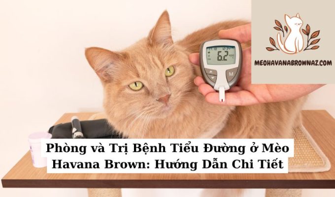 Phòng và Trị Bệnh Tiểu Đường ở Mèo Havana Brown Hướng Dẫn Chi Tiết