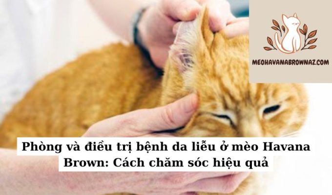 Phòng và điều trị bệnh da liễu ở mèo Havana Brown Cách chăm sóc hiệu quả