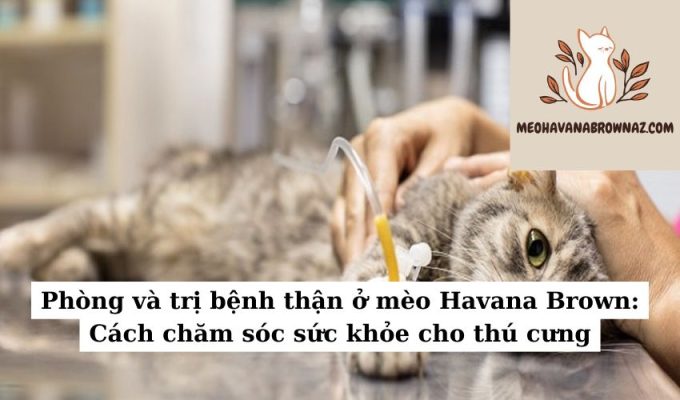 Phòng và trị bệnh thận ở mèo Havana Brown Cách chăm sóc sức khỏe cho thú cưng