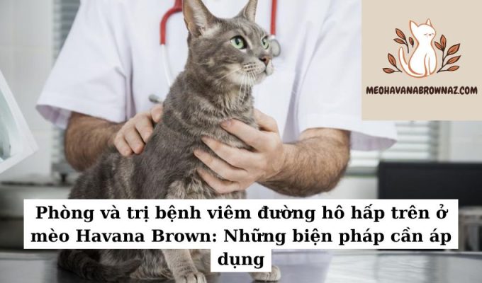 Phòng và trị bệnh viêm đường hô hấp trên ở mèo Havana Brown Những biện pháp cần áp dụng