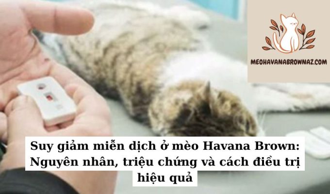 Suy giảm miễn dịch ở mèo Havana Brown Nguyên nhân, triệu chứng và cách điều trị hiệu quả