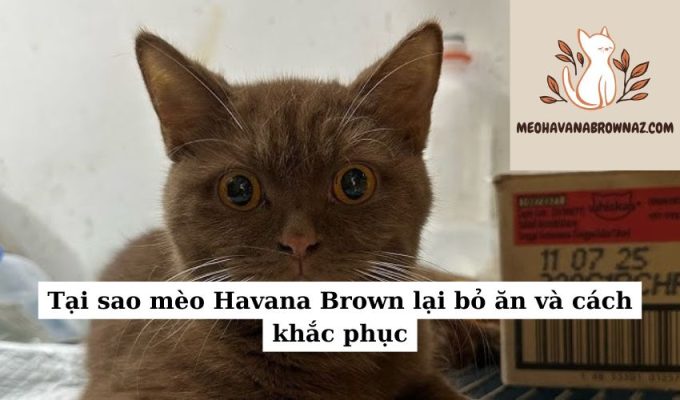 Tại sao mèo Havana Brown lại bỏ ăn và cách khắc phục