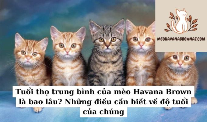 Tuổi thọ trung bình của mèo Havana Brown là bao lâu Những điều cần biết về độ tuổi của chúng