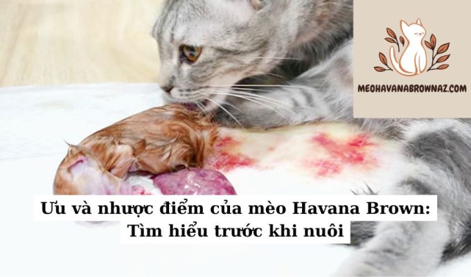 Ưu và nhược điểm của mèo Havana Brown Tìm hiểu trước khi nuôi