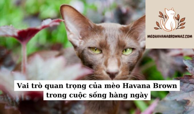 Vai trò quan trọng của mèo Havana Brown trong cuộc sống hàng ngày