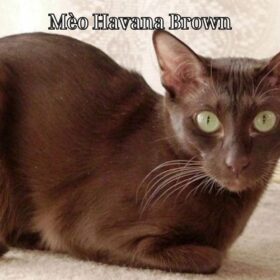 Mèo Havana Brown