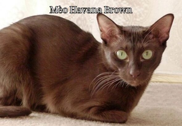 Mèo Havana Brown